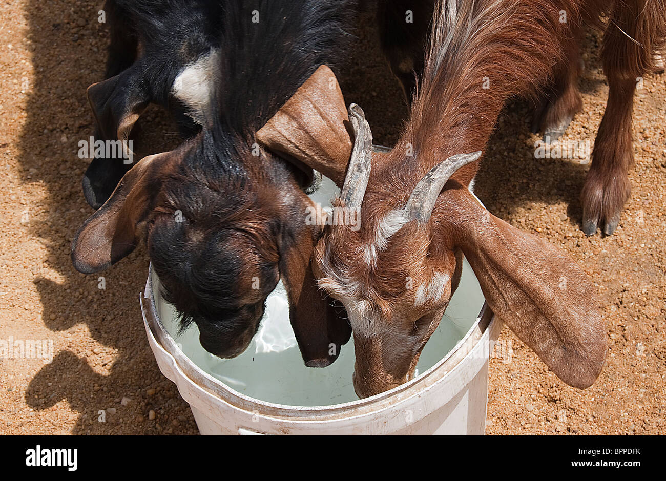 Goats In Turkey High Resolution Stock Photography and Images Alamy