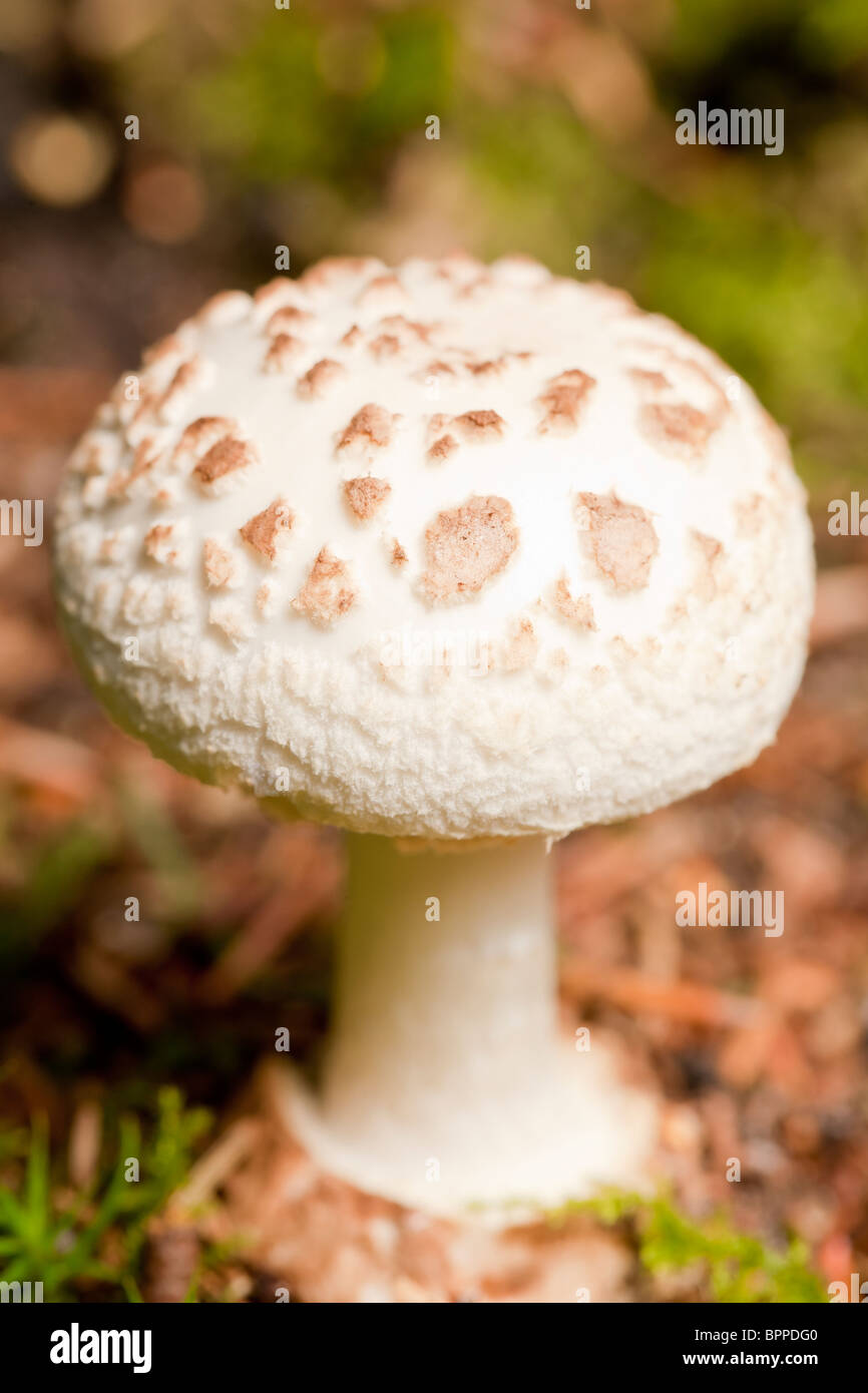 Shaggy parasol mushroom (macrolepiota rhacodes) Stock Photo