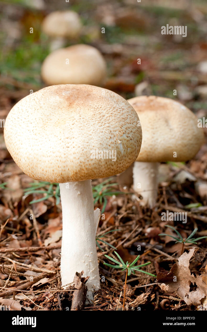 Field mushroom (agaricus campestris Stock Photo Alamy