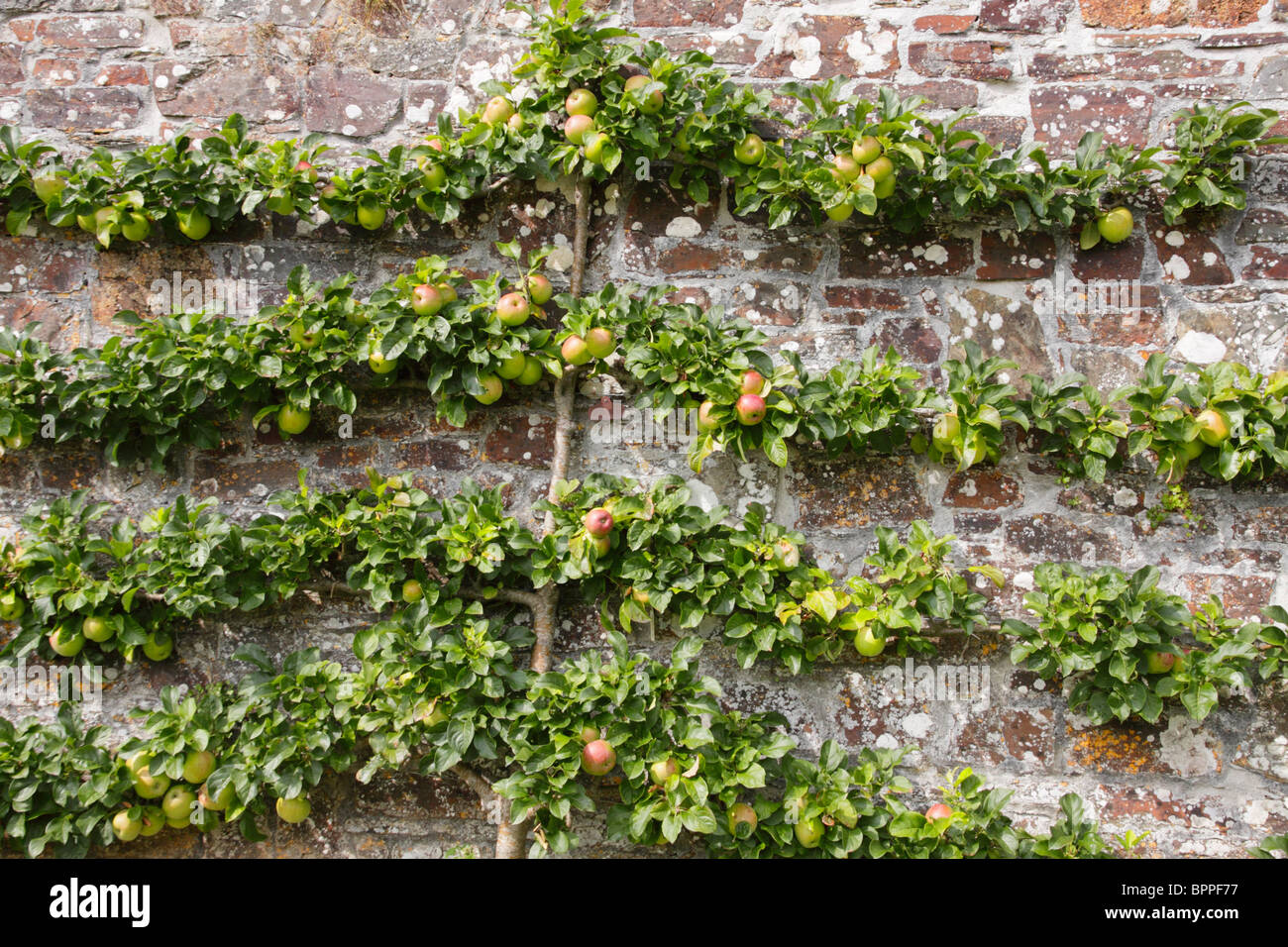 Apple tree trained to grow as an espalier tree against a garden wall. Stock Photo