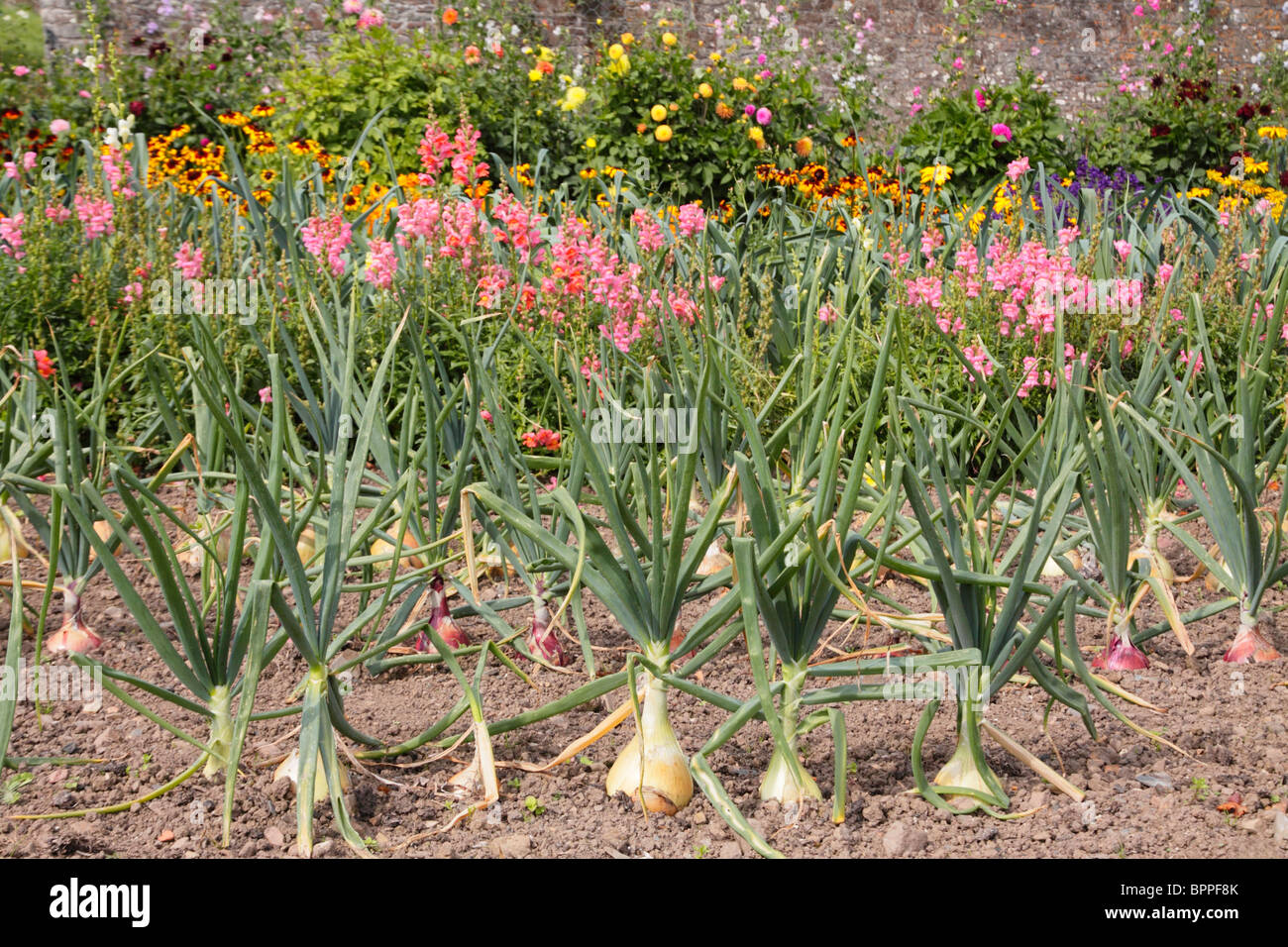 Lines of onions Kelsoe and Mammoth Red growing in mixed flower beds. Stock Photo