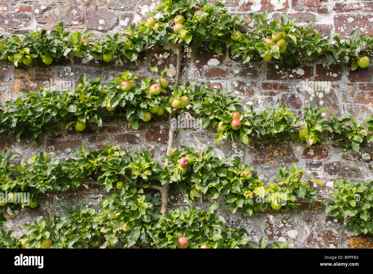 Apple tree trained to grow as an espalier tree against a garden wall. Stock Photo