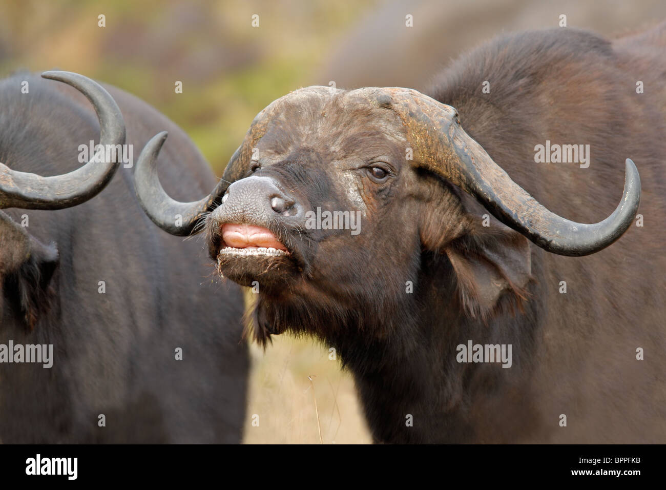 Portrait of an African buffalo (Syncerus caffer), Kruger National Park ...