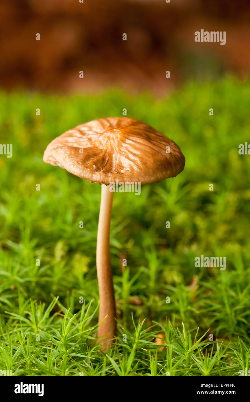 Bleeding fairy helmet mushroom (Mycena haematopus Stock Photo Alamy