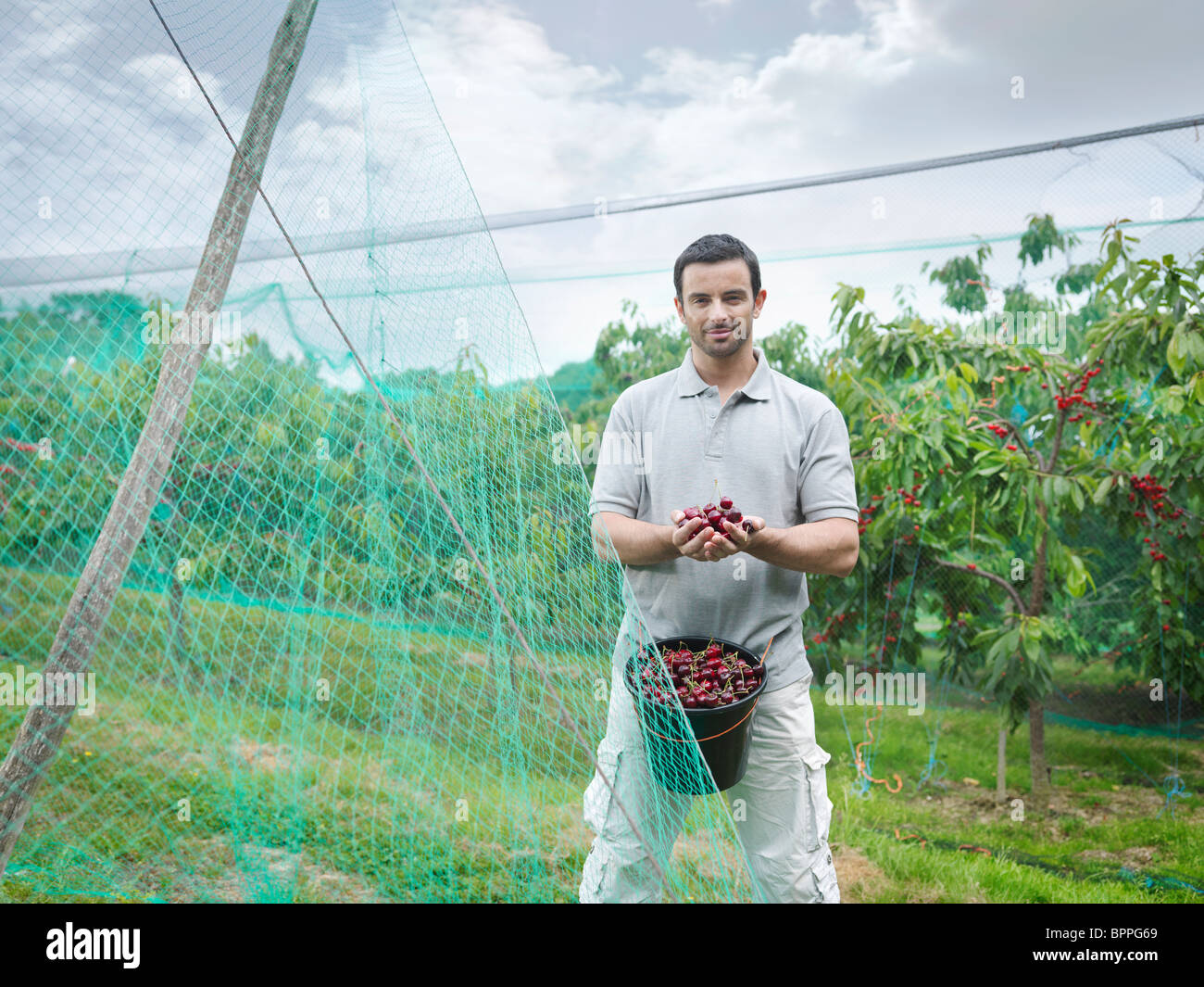 Man with bucket of cherries in orchard Stock Photo