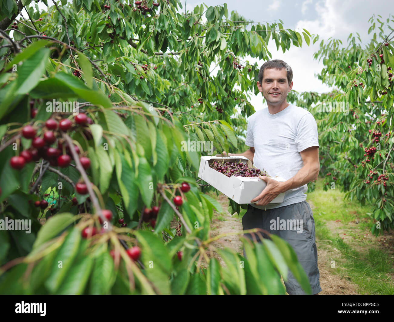 Man in orchard holding box of cherries Stock Photo