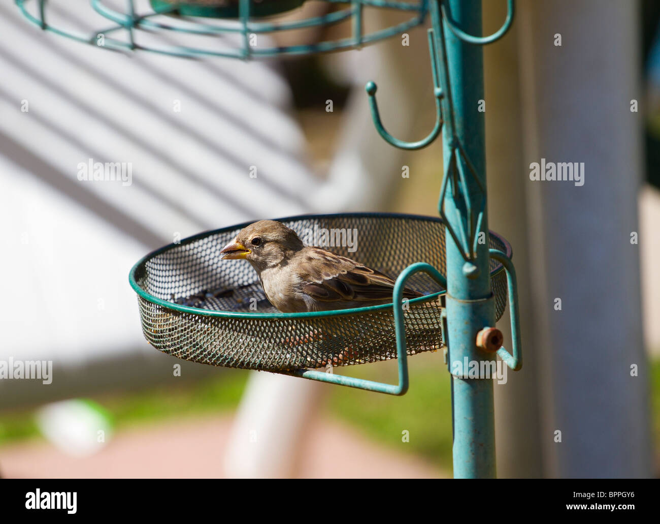 Female Greenfinch sitting in empty bird feeder Stock Photo