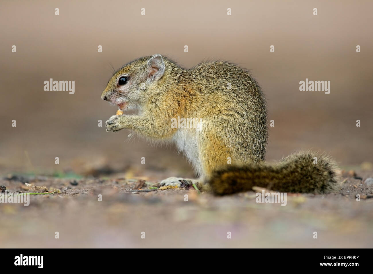 Close-up of a feeding tree squirrel (Paraxerus cepapi), South Africa Stock Photo