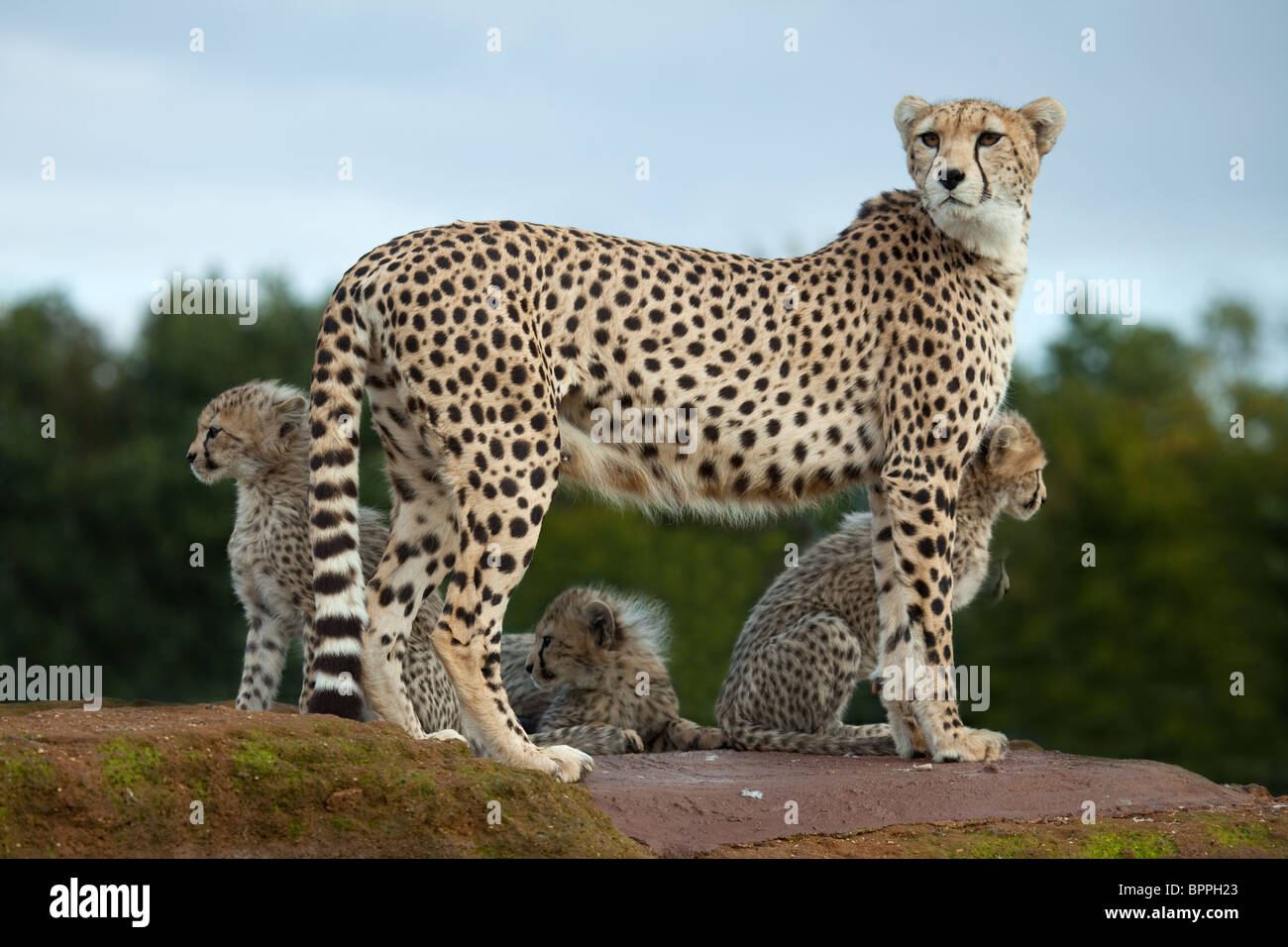 A Cheetah mother standing on a rock with her cubs Stock Photo
