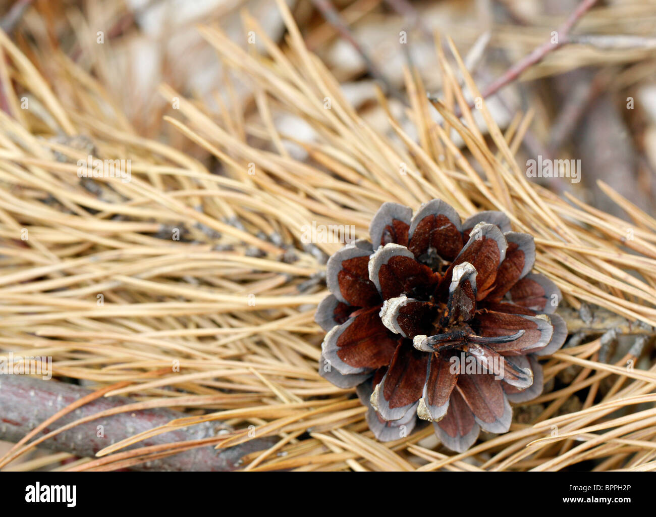 Pine cone hanging on the twig Stock Photo - Alamy