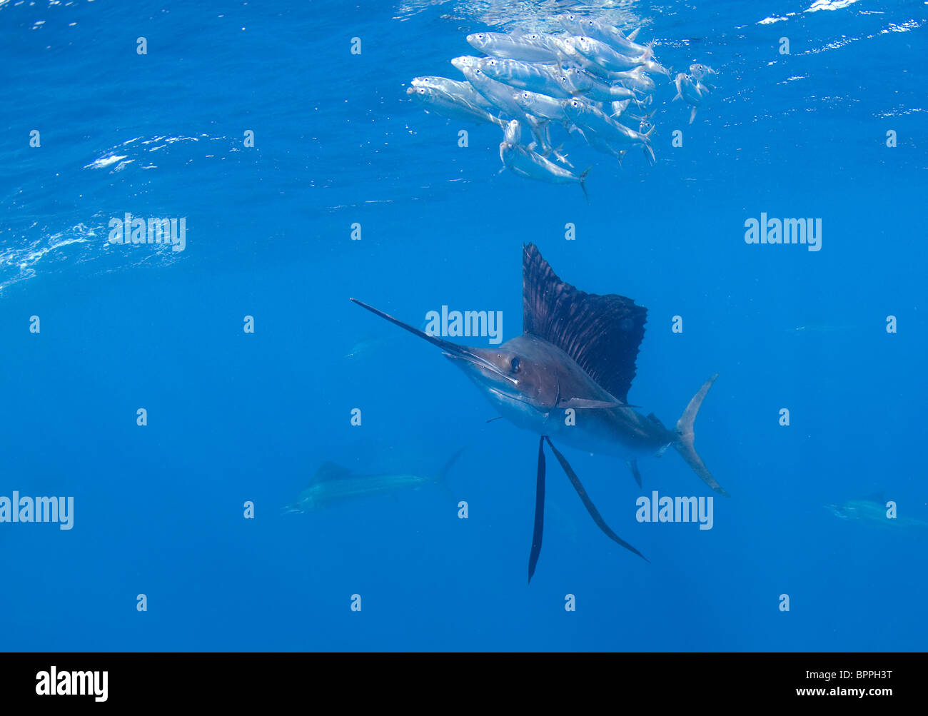 Sailfish, Istiophorus platypterus, off Isla Mujeres, Mexico, Gulf of Mexico Stock Photo