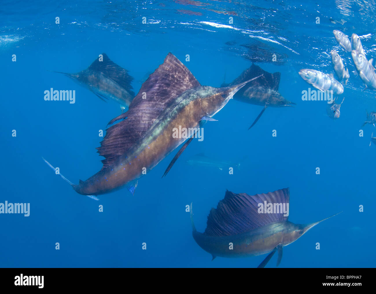 Istiophorus platypterus sailfish hi-res stock photography and images ...