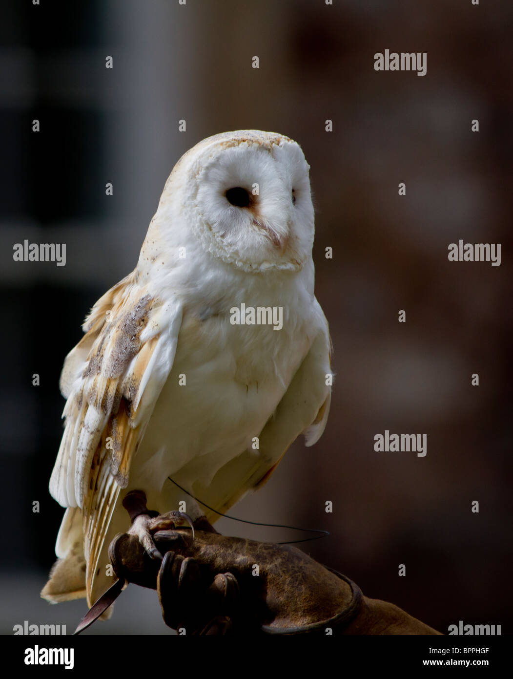 Captive Barn Owl Stock Photo