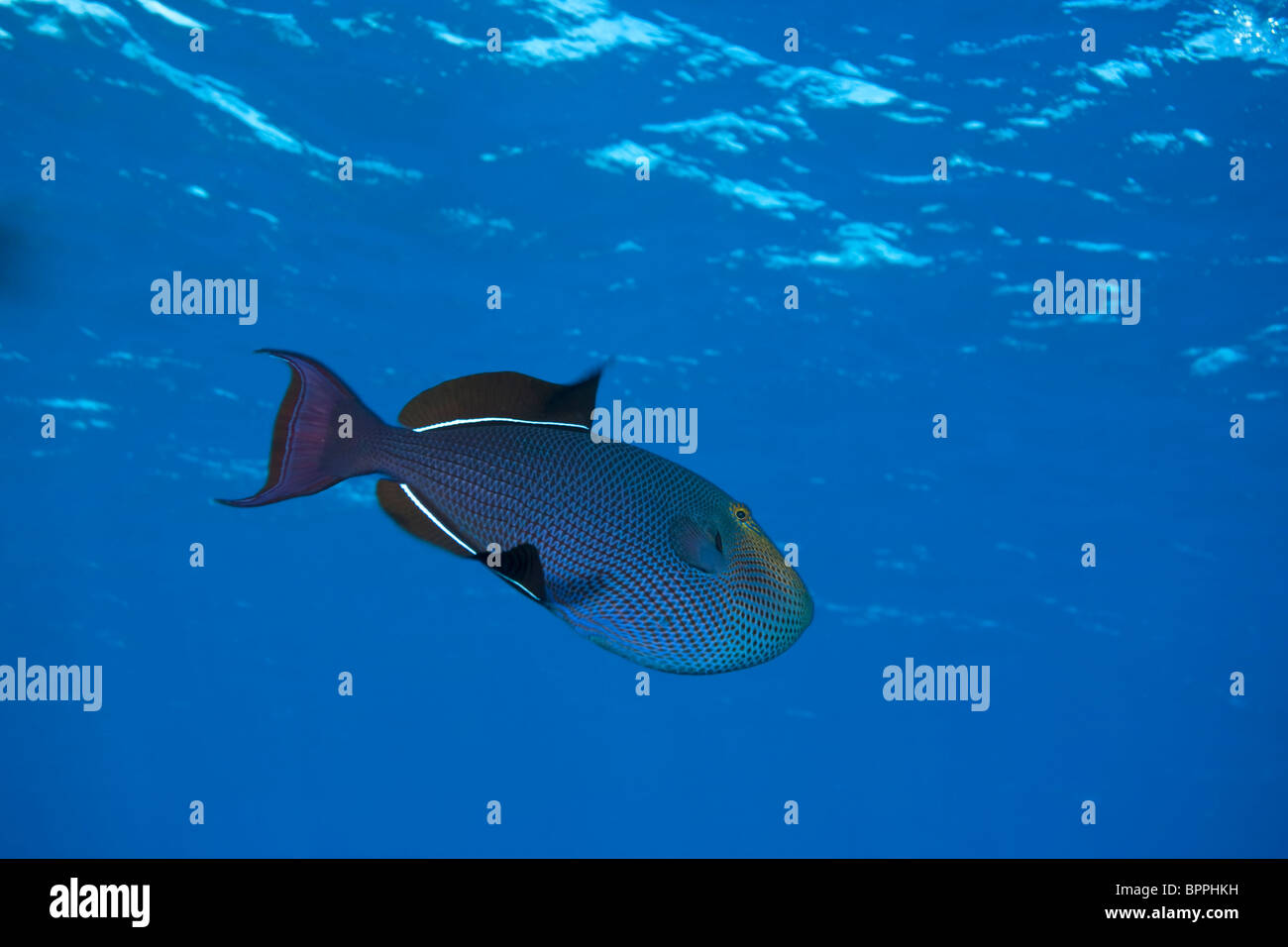 Black Durgon (Melichthys niger), Utila, Bay Islands, Honduras, Central America Stock Photo