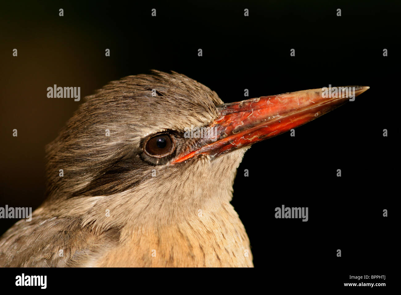 Portrait of an African brown-hooded Kingfisher (Halcyon albiventris), South Africa Stock Photo