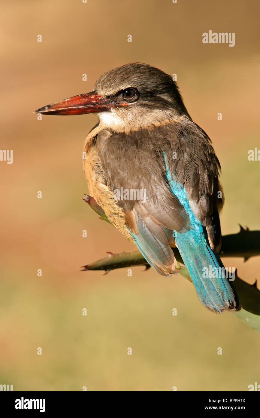 An African brown-hooded Kingfisher (Halcyon albiventris), South Africa Stock Photo