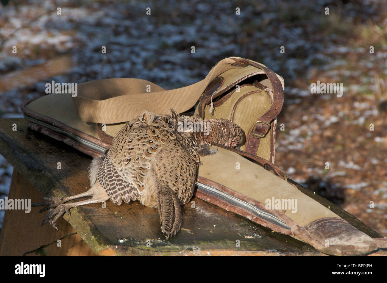 A pheasant shoot in the UK Stock Photo