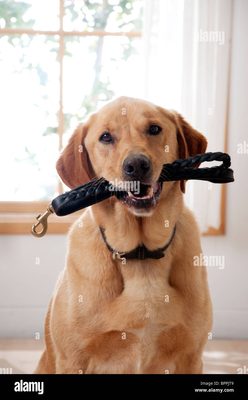 How Do You Know When A Dog Wants To Walk