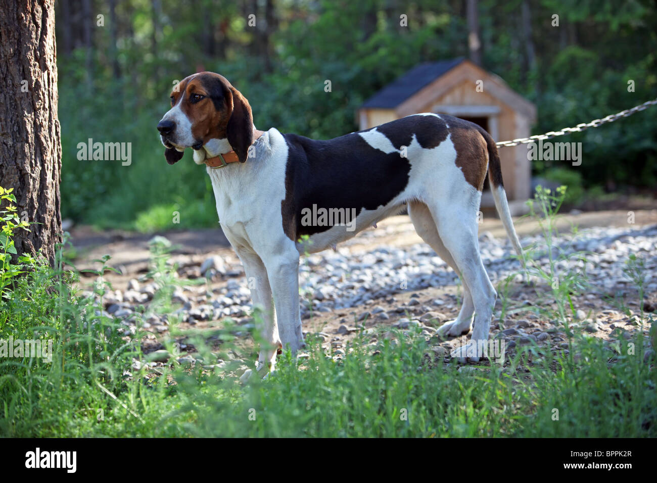 Hound dog near kennel on a chain. Used to hunt raccoons and bear