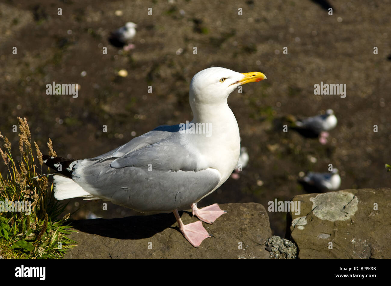 Herring Gull with yellow bill and webbed feet Stock Photo