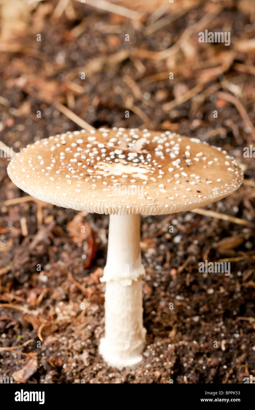 Parasol mushroom (Lepiota procera) Stock Photo