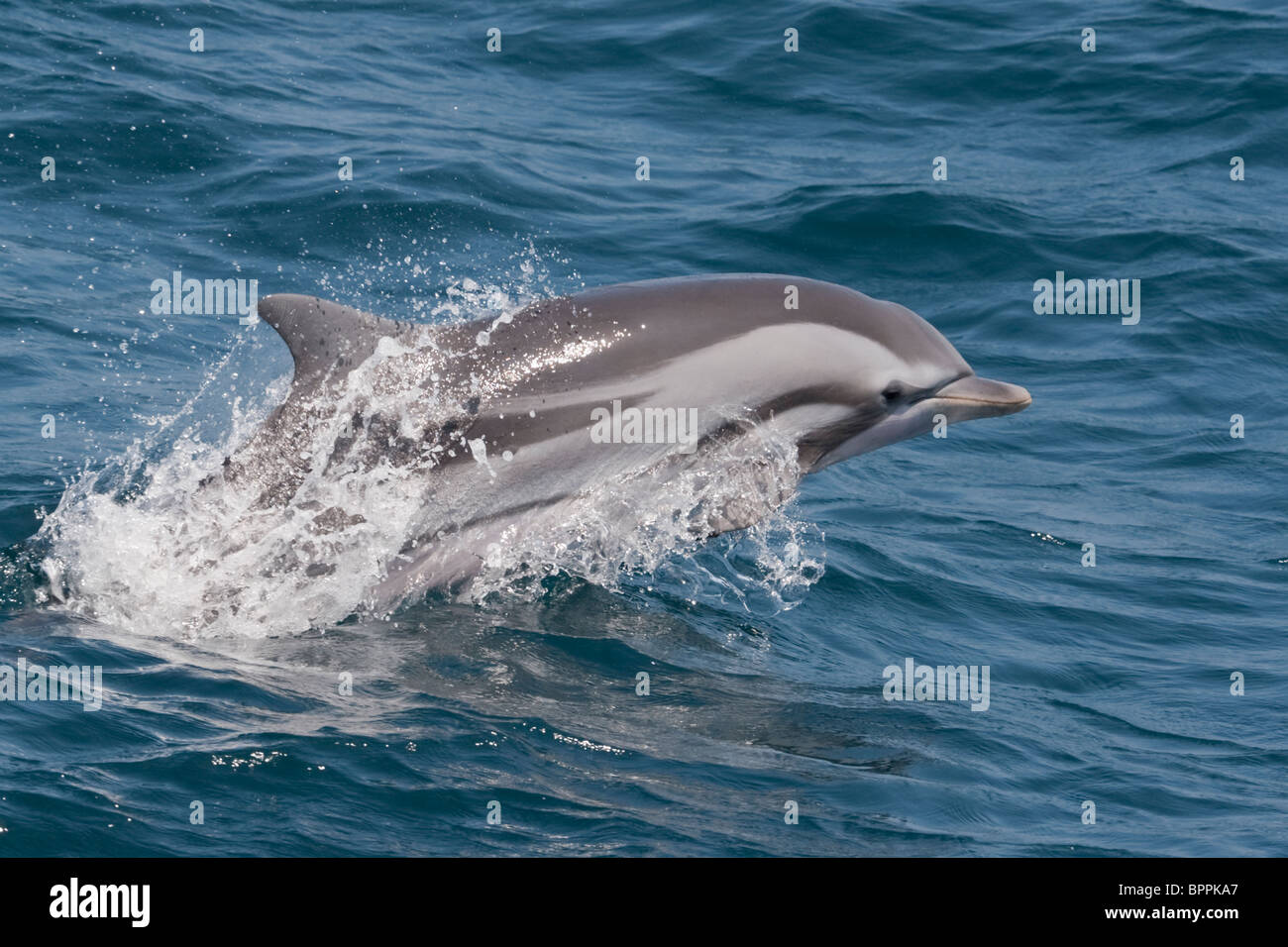 Striped Dolphin, Stenella Coeruleoalba, porpoising, Maldives, Indian Ocean. Stock Photo