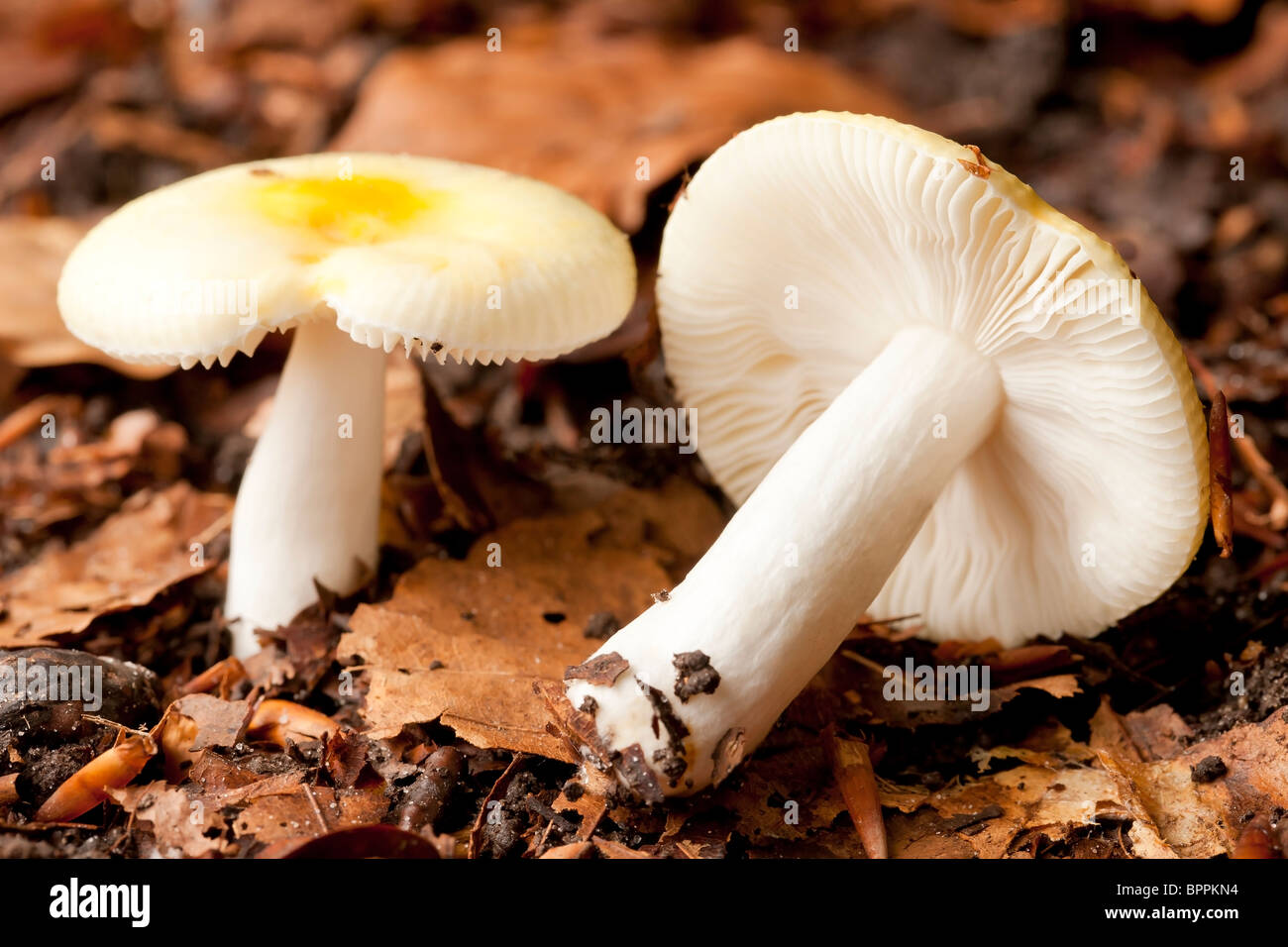 Bitter Russule mushroom (Russula Fellea) Stock Photo