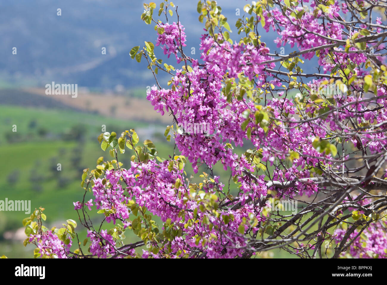 Flowering tree spain hires stock photography and images Alamy