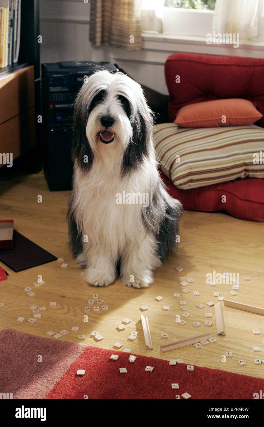 Shaggy Dog Shaggy Dog