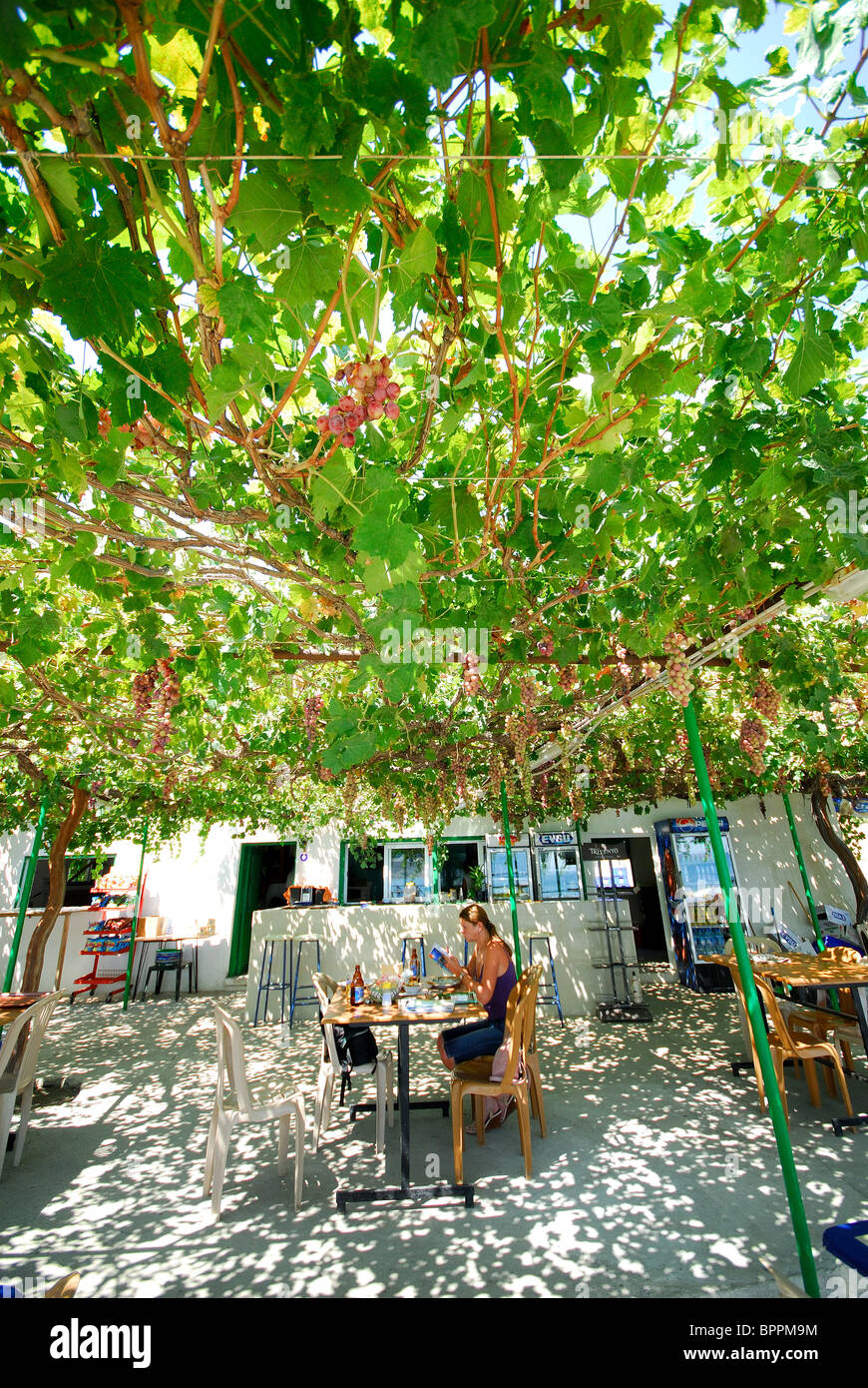 NORTH CYPRUS. The vine-covered terrace of the Asmali Plaj restaurant at Yesilirmak. Stock Photo