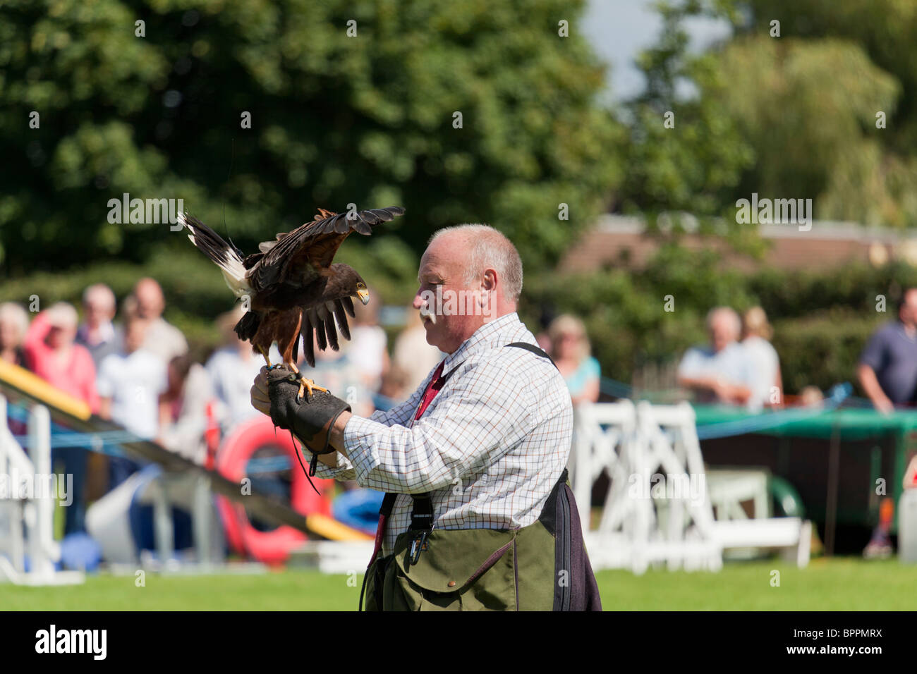 demonstration of falconry at village show Stock Photo