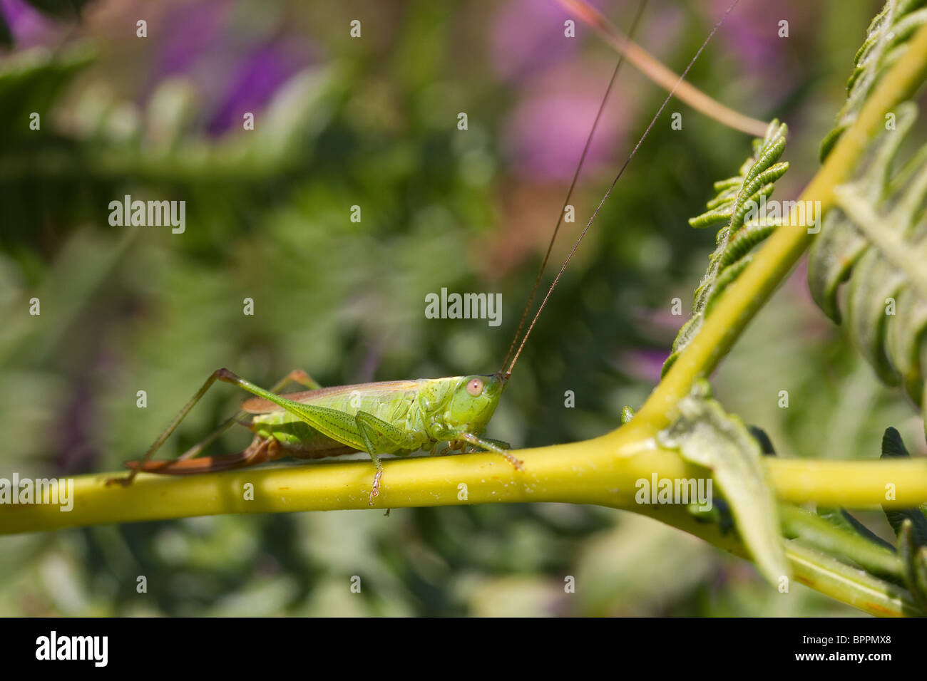 Female longwinged conehead (Conocephalus discolor Stock Photo Alamy