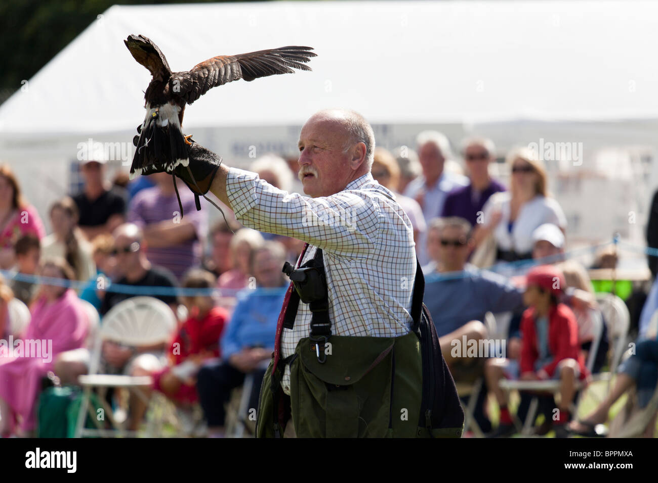 demonstration of falconry at village show Stock Photo