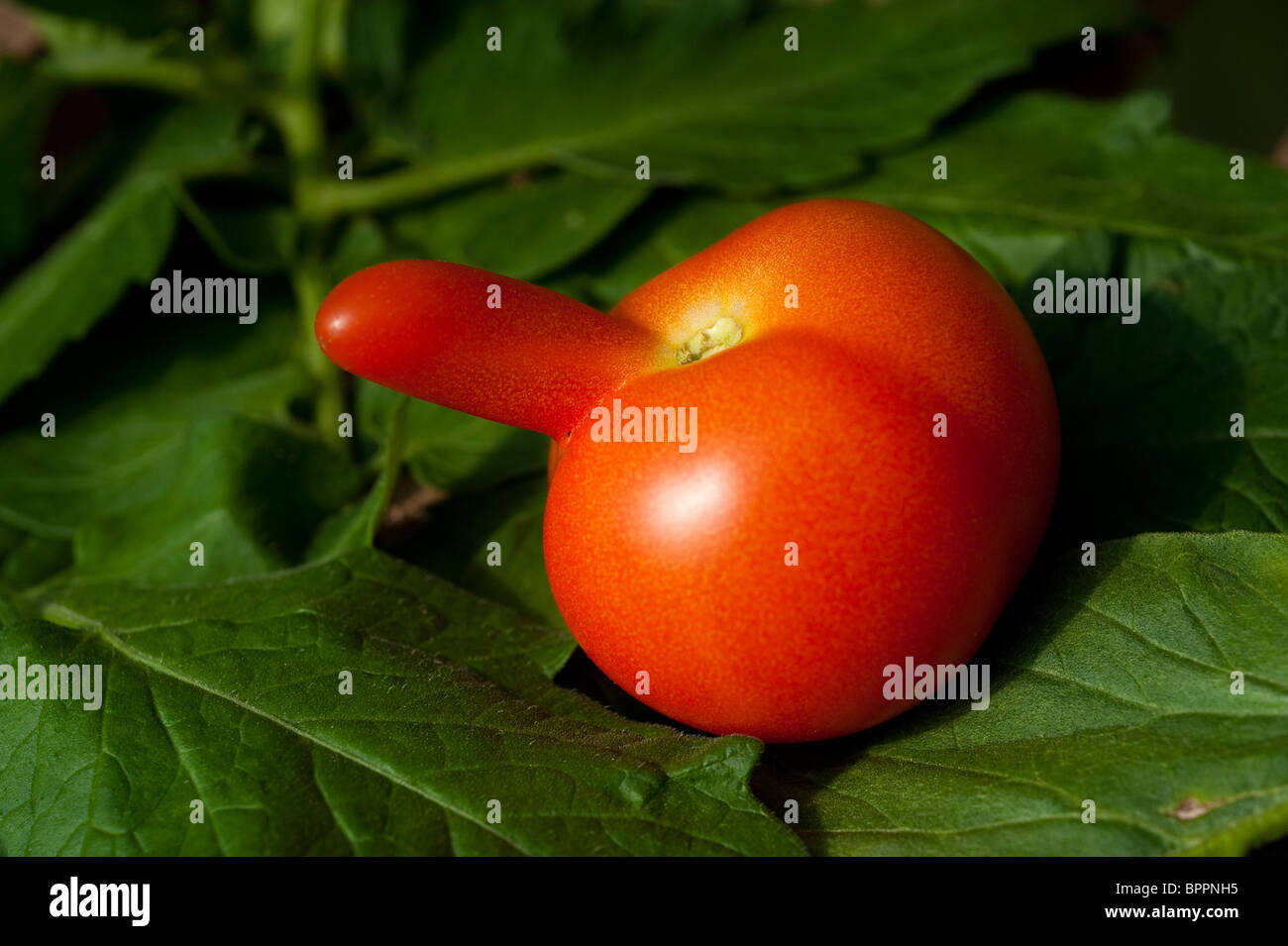 Strange shaped tomato in a Shropshire garden Stock Photo Alamy