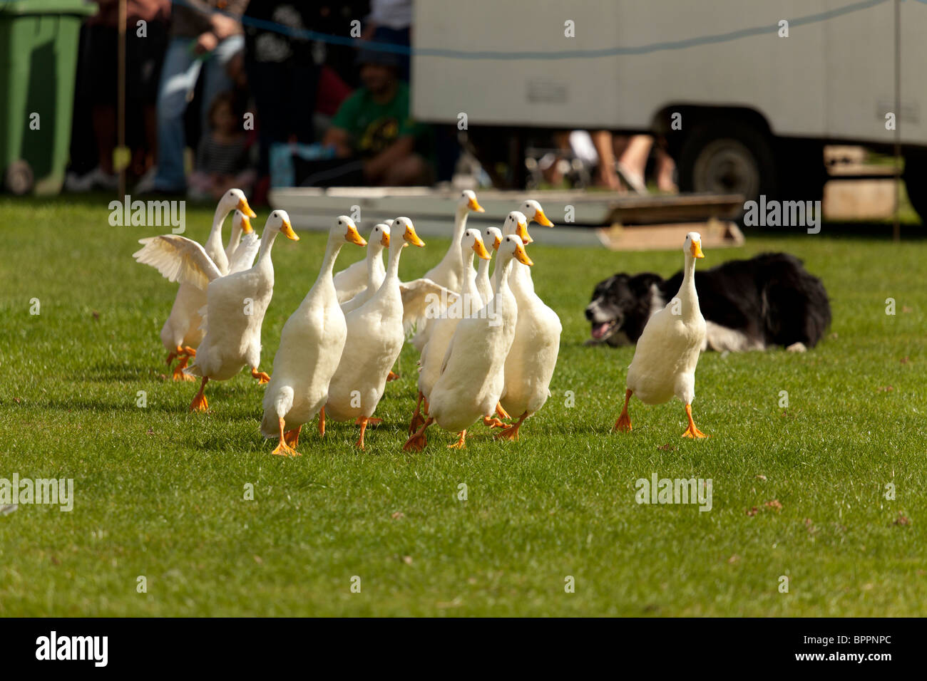 sheepdog trial demonstration at country fair using indian runner ducks Stock Photo