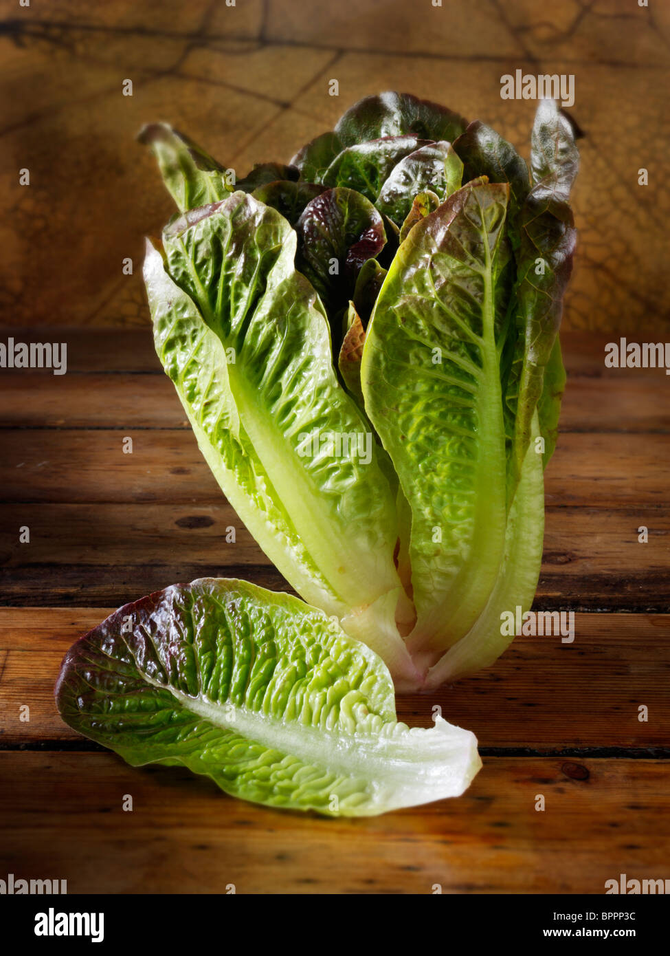 Red leaved Cos lettuce photos, pictures & images Stock Photo