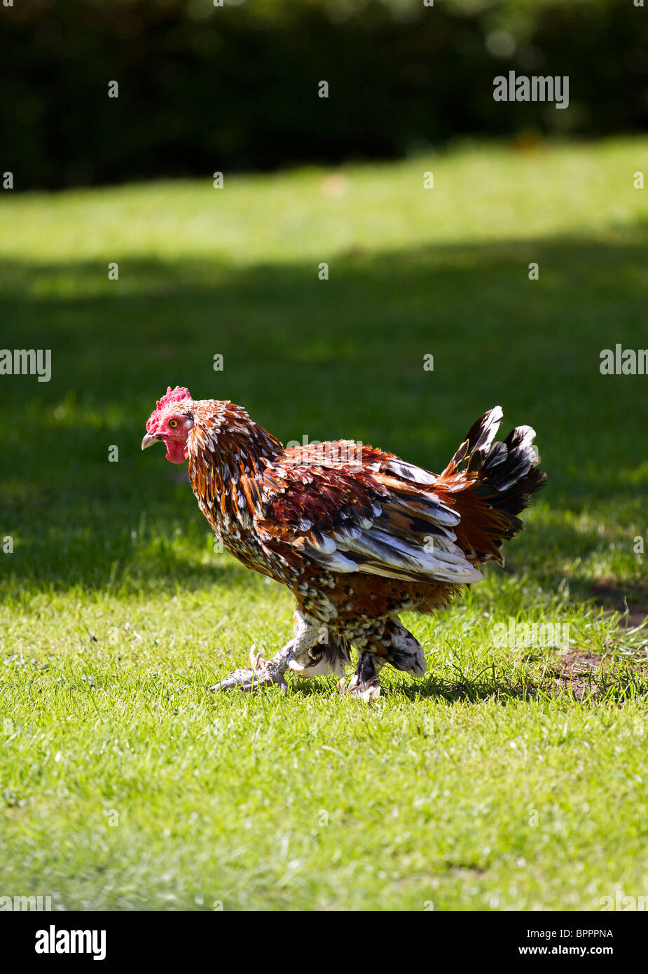 Booted bantam hi-res stock photography and images - Alamy