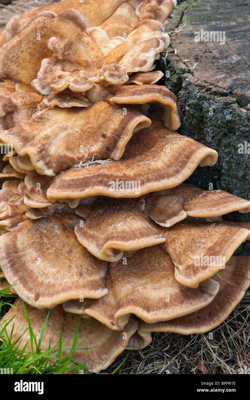 A variegated or versicoloured polypore bracket fungus growing on a sycamore tree stump in Scotland Stock Photo