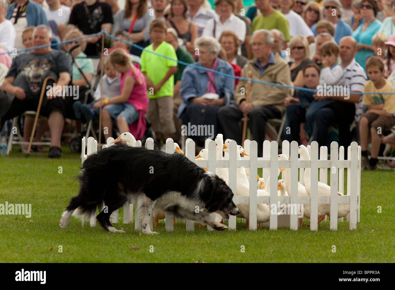 sheepdog trial demonstartion at country fair using indian runner ducks Stock Photo