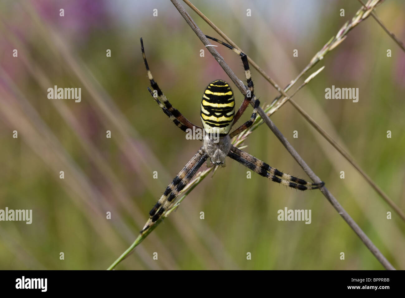 Female wasp spider (Argiope bruennichi). Godlingston Heath, Purbeck, UK. Stock Photo