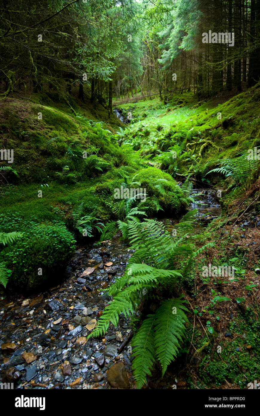 Ancient woodland with pine trees, moss and ferns Stock Photo