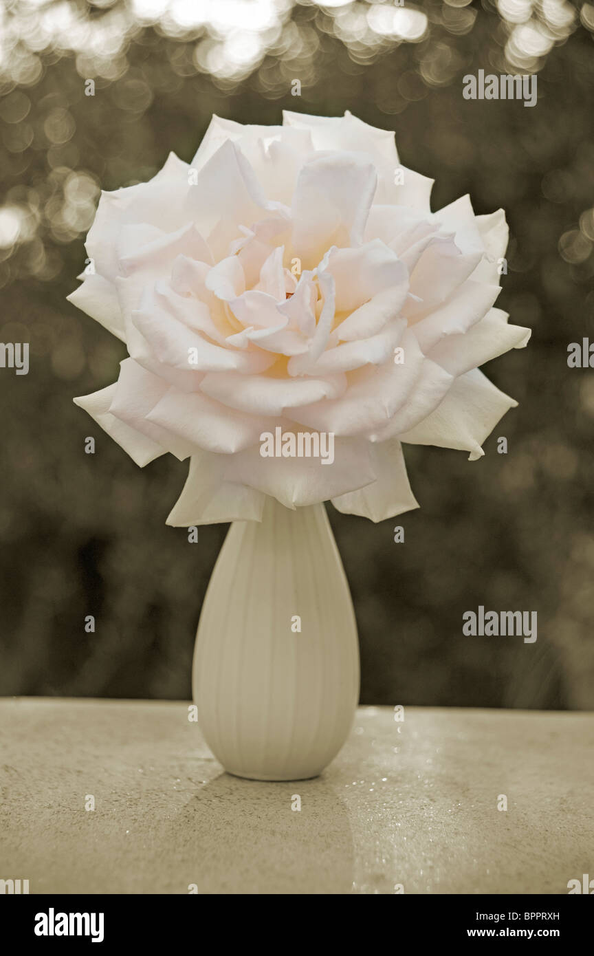 Giant rose in vase Stock Photo
