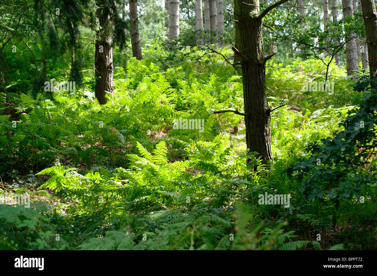 Woodland ferns hi-res stock photography and images - Alamy