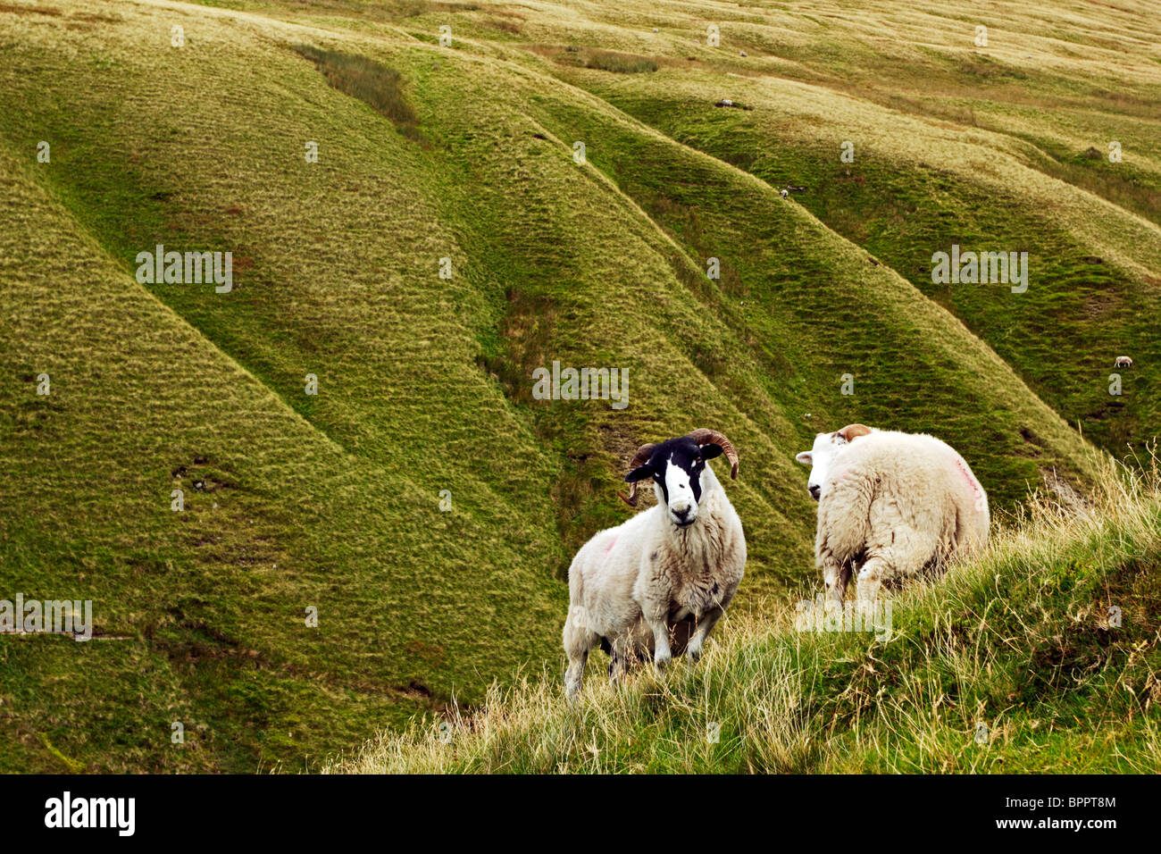 Rough Fell Sheep on the Howgill Fells in the Yorkshire Dales National Park, Cumbria, England, UK. Stock Photo