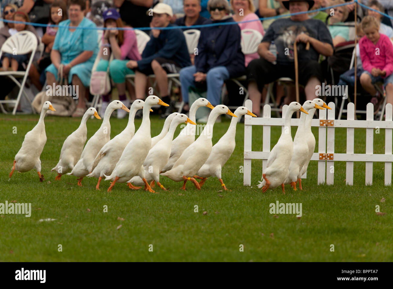 sheepdog trial demonstartion at country fair using indian runner ducks Stock Photo