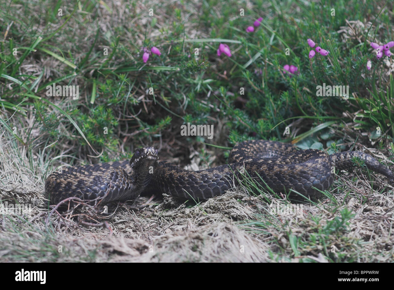 Adder coiled by heather. Somerset. UK Stock Photo - Alamy