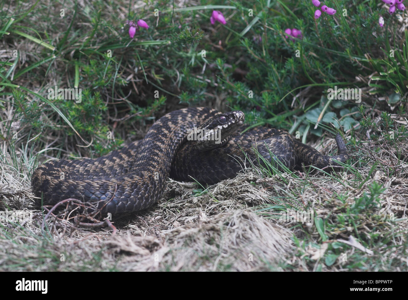 Adder coiled by heather. Somerset. UK Stock Photo - Alamy