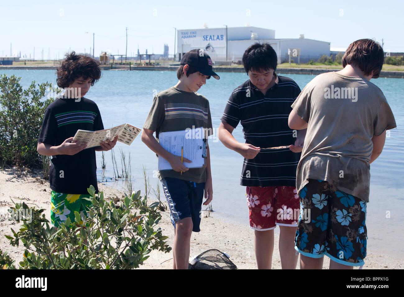 MIddle-school boys identify plant life on beach during marine biology class field trip near Corpus Christi, Texas Stock Photo