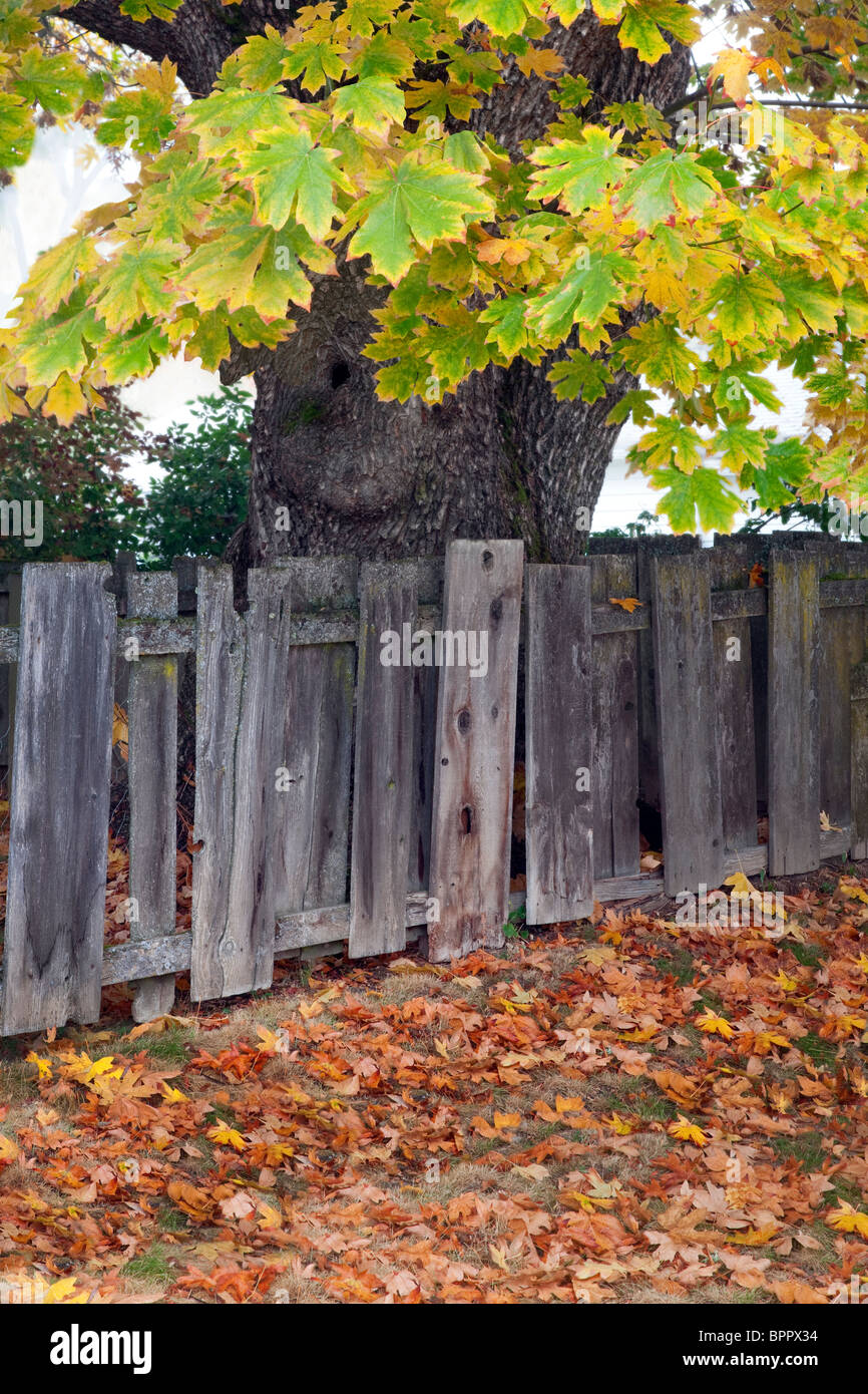 Big leaf maple tree and fence in Jacksonville, Oregon Stock Photo Alamy