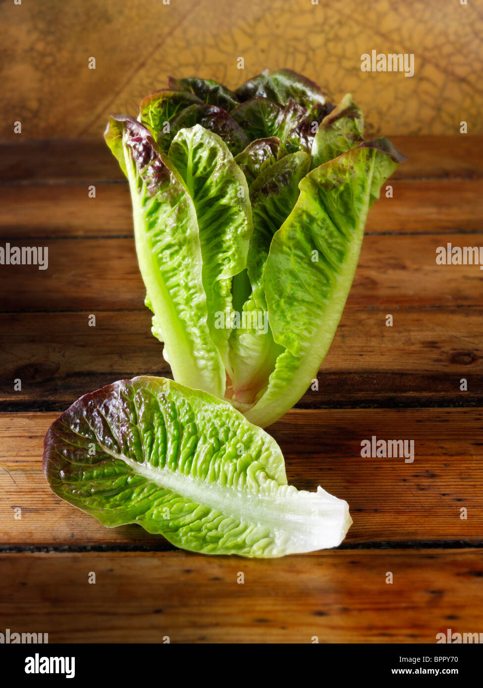 Red leaved Cos lettuce photos, pictures & images Stock Photo